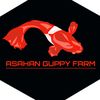 asahanguppyfarm