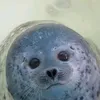 seal_best1