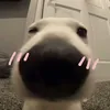 eim bôngg