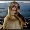monkeygoof1