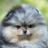 inayaloversdoglovers