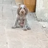 murtaccio1