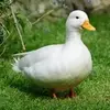 duck07640