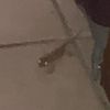 josem_941