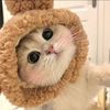 Funnyandcutepets