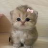 pieeo