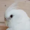 survivalowy.cooka