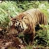 radja.rimba54