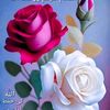 user250146361fozi