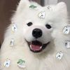 Funny.petlife.f165