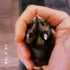 _hamstertwinsies_