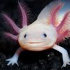 salamantrra