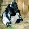 Cliff Ridge Boer Goats