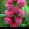 user87371112717022