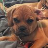 puggleparty1