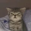 staluditzxz
