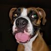 daphnetheboxer