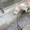 mydogsnameiscooki