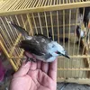 luongfarm9595