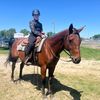 horses.are.just.big.dogs