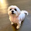 DAISYDOG MALTESE