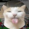 gatito_milo7
