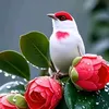 jubouri574