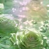 florence_secret4