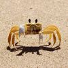 crabs2627
