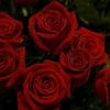 mayarmohammad264