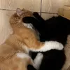 thelotafy