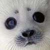 sealy