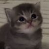 steve_te_folla