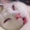 shebsjajs