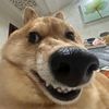 dog_funnyvideos