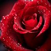 user5543816125445y