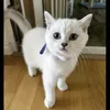 britishshorthairns1133