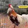 th.ienvu3
