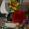 ynez.gnoiteb
