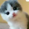 kara.melek3468