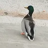 maruchka_2