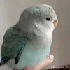 hafsasworld123
