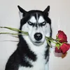 Funny Dogs