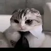 vexxillion