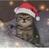 banna.cat83