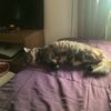 mrmeowofficial.meow