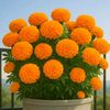 jesmin.khatun323