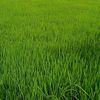 kyaw.bo.bo263