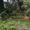 hijauagro