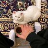 .mhamad.8